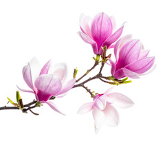 Magnolia in Bloom: Delicate pink magnolia blossoms unfurl on a slender branch, showcasing the beauty and vibrancy of nature's artistry.