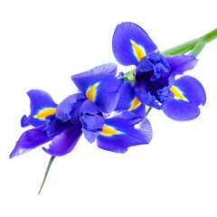 Iris Bloom: Close-up of vibrant blue iris flowers with yellow accents. The delicate petals are gracefully arranged, showcasing nature's artistry.