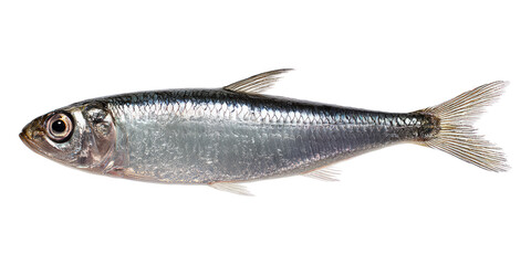Obraz premium Fresh Silver Fish with Shiny Scales and Clear Eye on White Background