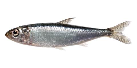 Fresh Silver Fish with Shiny Scales and Clear Eye on White Background