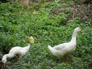 Egg-laying duck with strong health, high productivity, nutritious eggs, and adaptability to various environments.