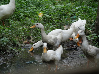 Egg-laying duck with strong health, high productivity, nutritious eggs, and adaptability to various environments.