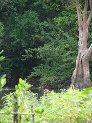 Rainforests provide lush greenery, rich biodiversity, vibrant wildlife, and vital ecosystems essential for Earth’s balance.