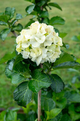detail of white Hydrangea or hortensia flowers (Hydrangea Macrophylla)