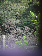 Rainforests provide lush greenery, rich biodiversity, vibrant wildlife, and vital ecosystems essential for Earth&rsquo;s balance.