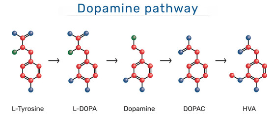 Dopamine pathway molecule. Structural formulas of L-Tyrosine, L-DOPA, Dopamine, DOPAC, HVA (Homovanillic acid). 3D molecular model. Vector illustration