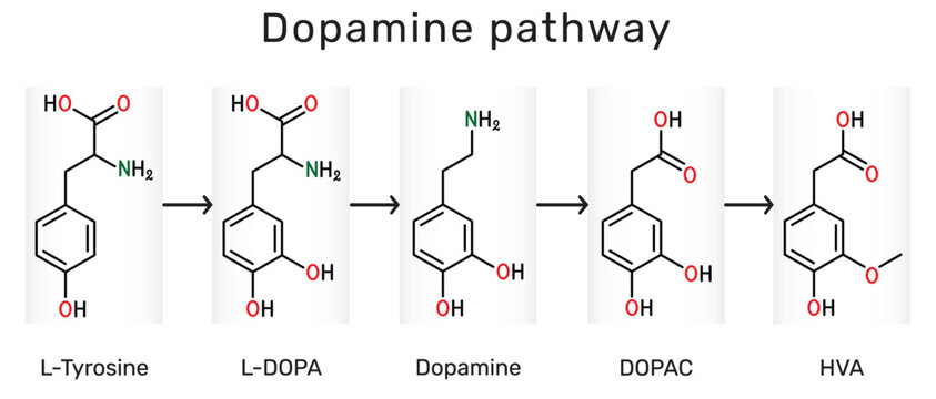 Dopamine pathway molecule. Structural formulas of L-Tyrosine, L-DOPA (Levodopa), Dopamine, DOPAC, HVA (Homovanillic acid). Vector illustration