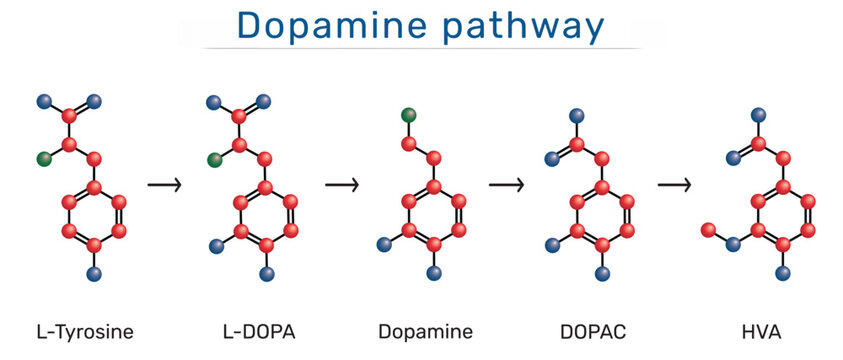 Dopamine pathway molecule. Structural formulas of L-Tyrosine, L-DOPA, Dopamine, DOPAC, HVA (Homovanillic acid). 3D molecular model. Vector illustration