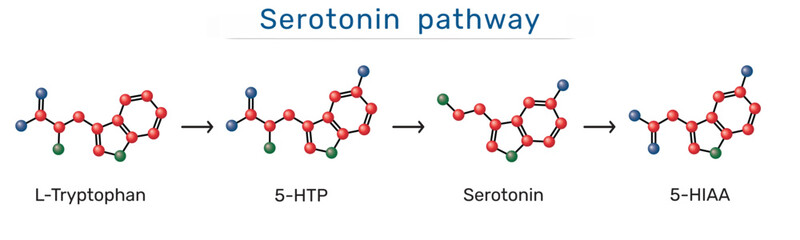 Serotonin pathway. L-Tryptophan, 5-Hydroxytryptophan (5-HTP), serotonin and 5-Hydroxyindoleacetic acid (5-HIAA) molecules. Biochemical synthesis and degradation of serotonin. Vector illustration