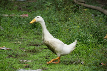 Egg-laying duck with strong health, high productivity, nutritious eggs, and adaptability to various environments.