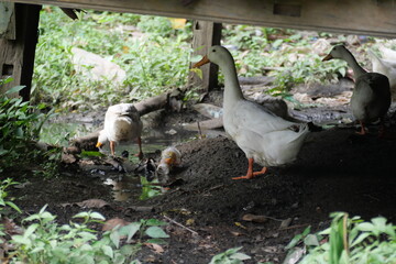 Egg-laying duck with strong health, high productivity, nutritious eggs, and adaptability to various environments.