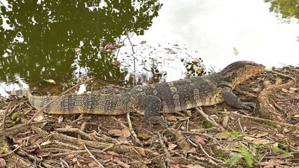 A varanus sleeping close to the river.