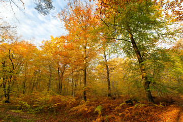 The road of the wolf in Fontainebleau forest