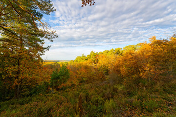 Point of view of the Arbonne Camp in Fontainebleau forest