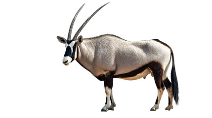 Oryx antelope with prominent striped horns stands against white background