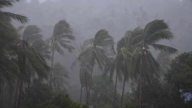 Palm trees blowing in the strong wind and heavy rain during a powerful tropical cyclone, a devastating hurricane creating a dramatic and dangerous weather scene in a lush jungle environment
