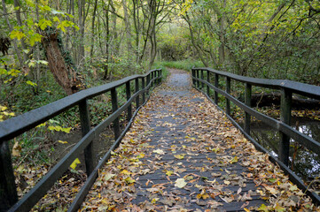Autumn Forest Footbridge Covered in Leaves Over Quiet water Stream