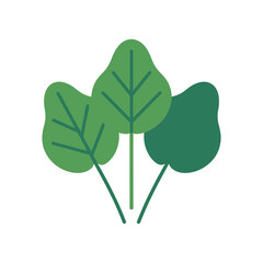 Vector illustration of fresh spinach leaves icon