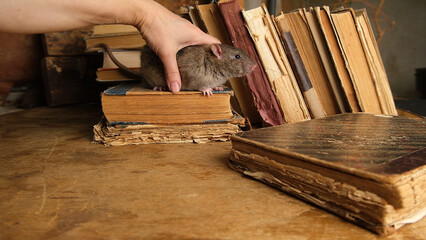 Brown  gray rat  sitting on old books.