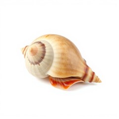 Obraz premium A seashell in close-up on a white background. Natural beige and orange shades, an isolated composition for design, advertising and decoration