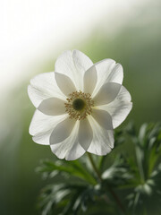 Elegant White Anemone Flower with Soft Focus Background.