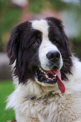 Landseer dog and his long tongue