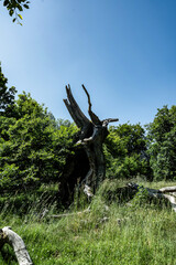 baum blitzeinschlag blitz tod