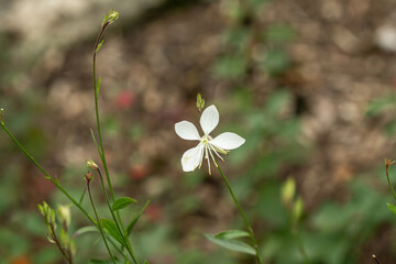 blume wei&szlig; sch&ouml;n