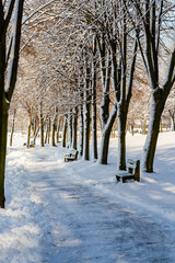 Sunny winter day in the park. The path, trees and benches are covered with snow. Muchowiec, Katowice, Silesia, Poland