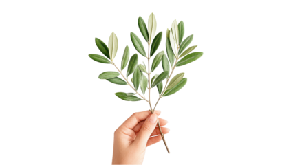 Hand Holding Olive Branch on White - Symbol of Peace