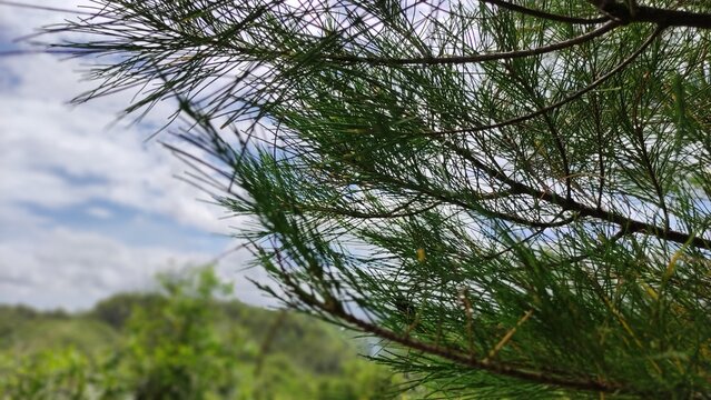 pine tree branches