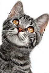 Fototapeta premium Adorable American Shorthair Cat with Striking Amber Eyes and Striped Fur on a White Background