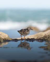 Pájaro en la costa
