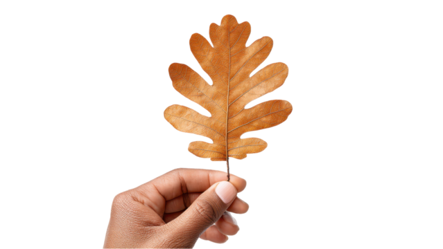 Hand Holding Dried Oak Leaf: Autumn Concept on White Background - Powered by Adobe