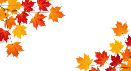 Isolated foliage Maple autumn leaves Fall leaf branch