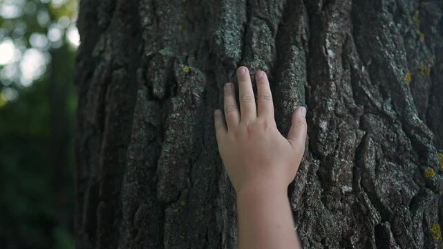 Closeup of child hand on tree bark. Texture of wood clearly shown. Hand in nature. Forest around tree. Child touches bark. Skin pressed to tree. Nature detail with child hand and texture of bark.