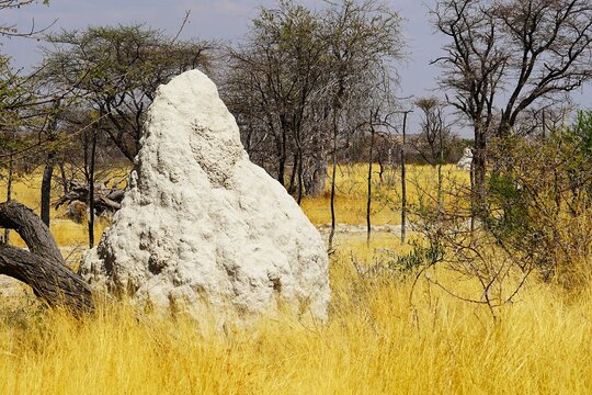 Close-up of a human-sized termite mound on light-coloured soil and white cellulose in the African savannah in Namibia during the dry season. 