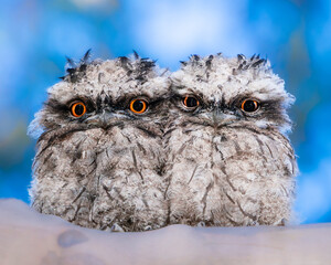 Pair of Tawny Frogmouths Perched Together with Striking Orange Eyes