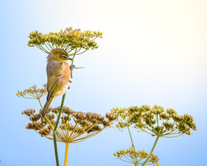 Silvereye Perched on Wildflower Against Blue Sky
