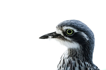 Bush Stone Curlew Close-Up with Striking Eye on White Background