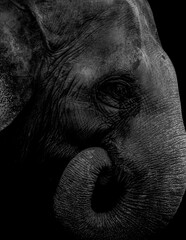 Close-Up of Elephant Face and Trunk in Dramatic Low Light
