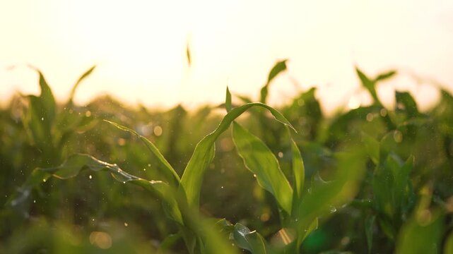 Sunlight warms corn leaf while dew and pollen float above cornfield, plant growth visible in green leaf and stem, sunlight sheen on moisture, agriculture focus on crop health and natural growth