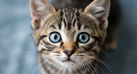 Closeup portrait of a cute tabby kitten with striking blue eyes