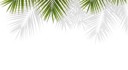Green palm fronds casting delicate shadows on a clean white background