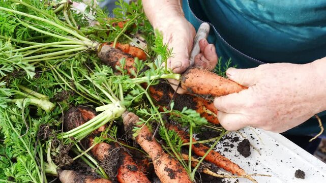 Harvesting fresh carrots from the farm in sunny weather