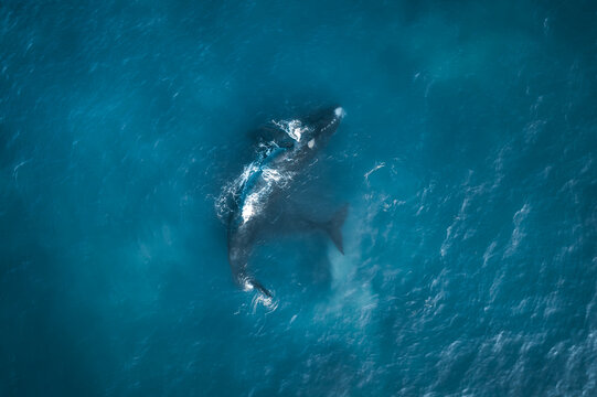 Aerial view of a Southern Right Whale swims in the turquoise waters of Walker Bay, Hermanus, Western Cape, South Africa.