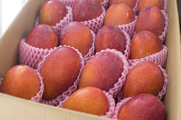 Taiwanese mangoes in a box