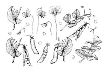 A set of sweet pea, flowering and climbing plant. The detailed hand drawn black and white vector illustrations. Sketch of vegetable in line art style. Perfect for food packages labels clip art cards.