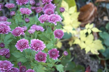 Purple chrysanthemum flower blooming in garden in natural condition, photographed in close-up with Copy Space. Autumn floral scene and natural texture.