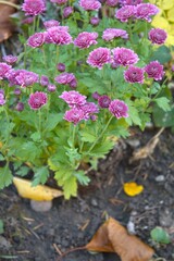 Purple chrysanthemum flower blooming in garden in natural condition, photographed in close-up with Copy Space. Autumn floral scene and natural texture.